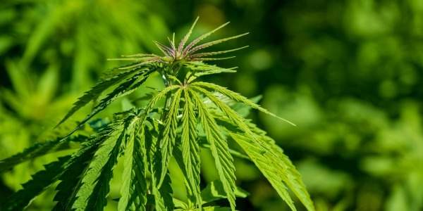Les taux réels de CBD des fleurs de cannabis