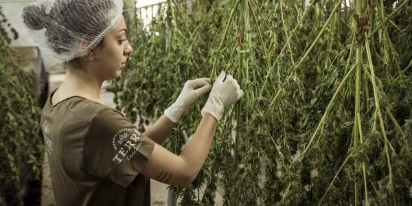 Quelles sont les différentes méthodes de culture du cannabis?